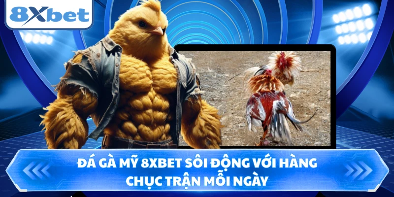 Đá Gà Mỹ 8XBET Sôi Động Với Hàng Chục Trận Mỗi Ngày