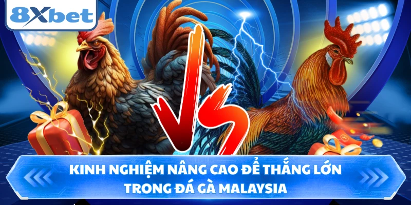 Kinh nghiệm nâng cao để thắng lớn trong đá gà Malaysia